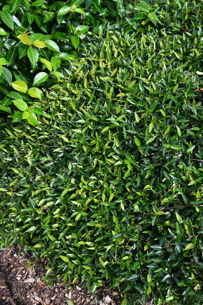 Trachelospermum GROUNDSCAPE™ ‘Mini’