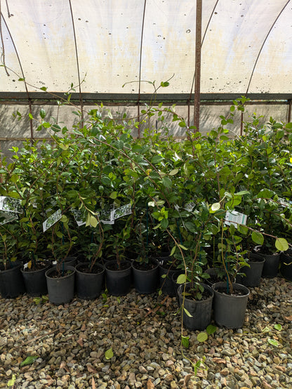Trachelospermum jasminoides