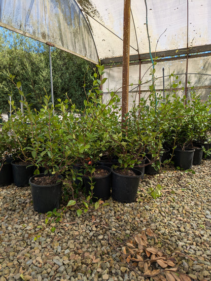 Trachelospermum jasminoides