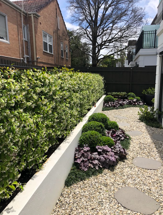Trachelospermum jasminoides