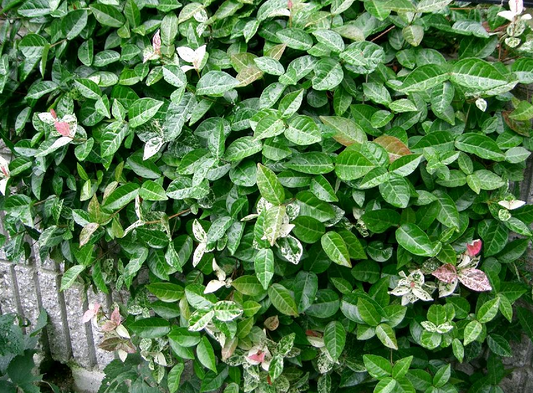 Trachelospermum asiaticum