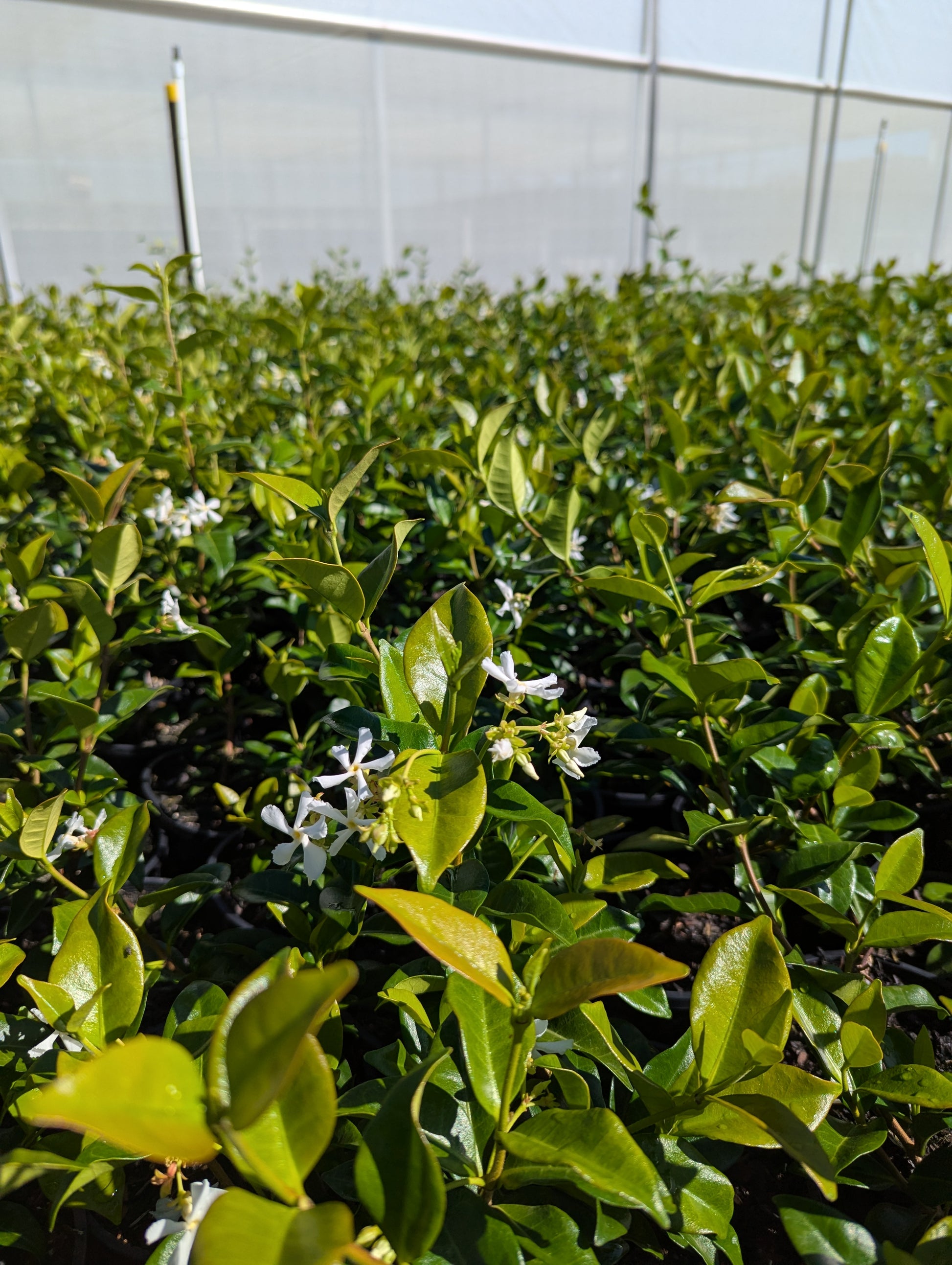 the plant broker
