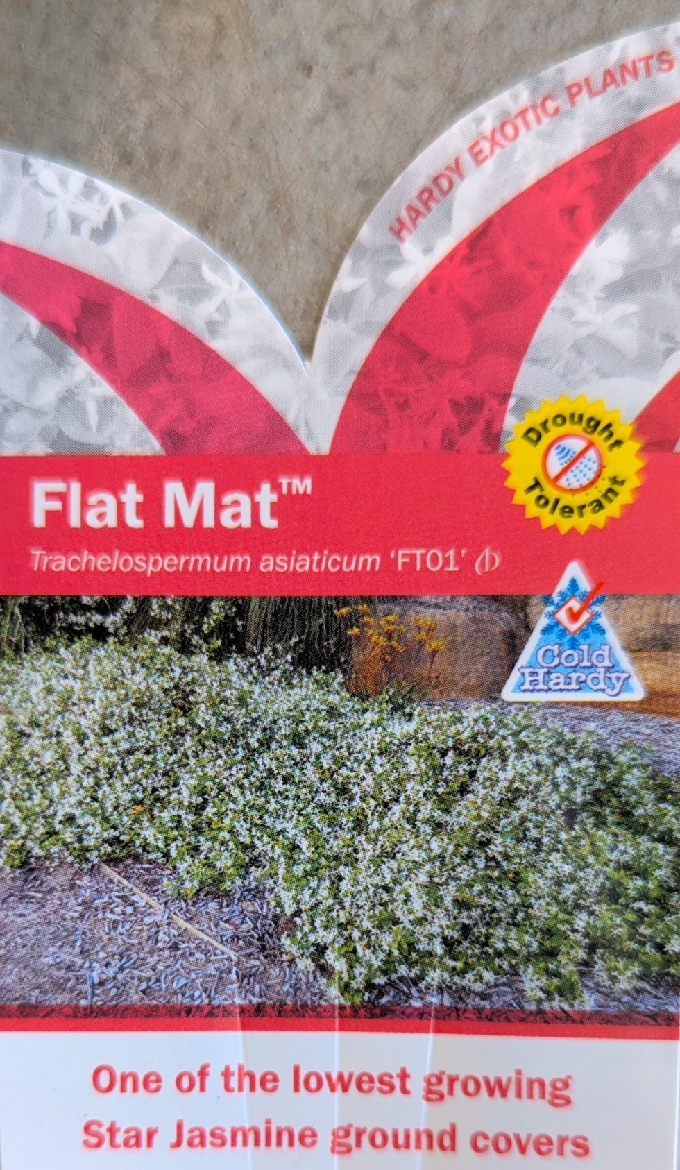 Trachelospermum asiaticum (FT01)  FLAT MAT™
