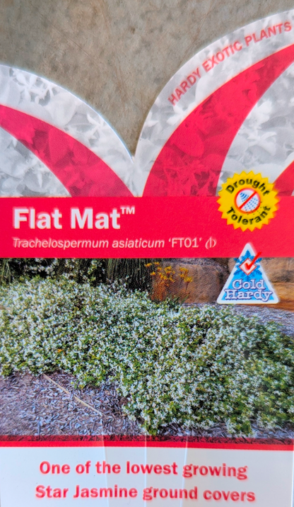 Trachelospermum asiaticum (FT01)  FLAT MAT™
