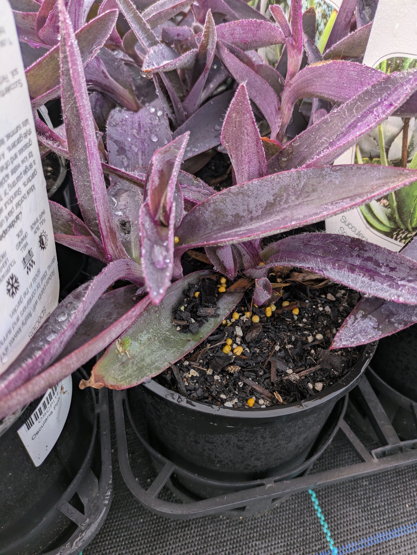 Tradescantea pallida purpurea (Setcreasea)