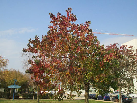 Triadica sebifera