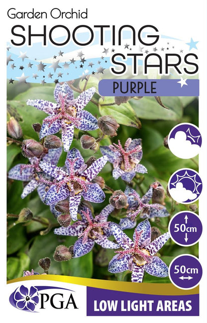 Tricyrtis Garden Orchid ‘Purple Shooting Stars’