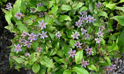 Tricyrtis Garden Orchid ‘Purple Shooting Stars’
