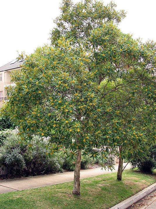 Tristaniopsis laurina