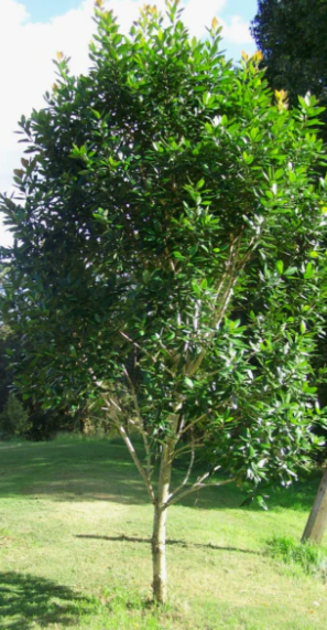 Tristaniopsis laurina 'Luscious' pbr