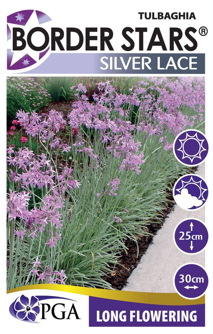 Tulbaghia ‘Silver Lace’