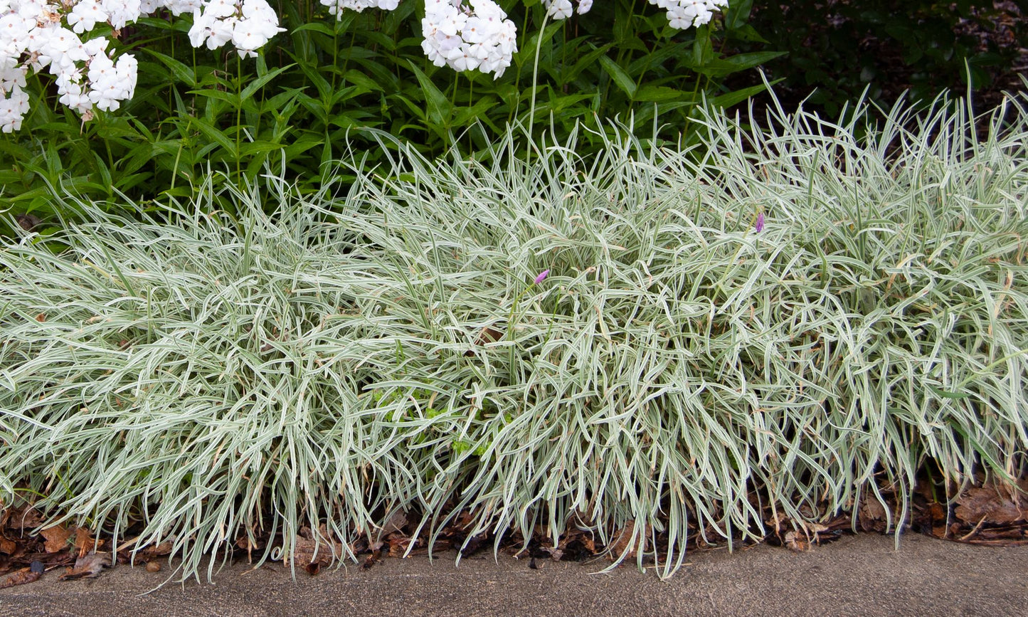 Tulbaghia ‘Silver Lace’