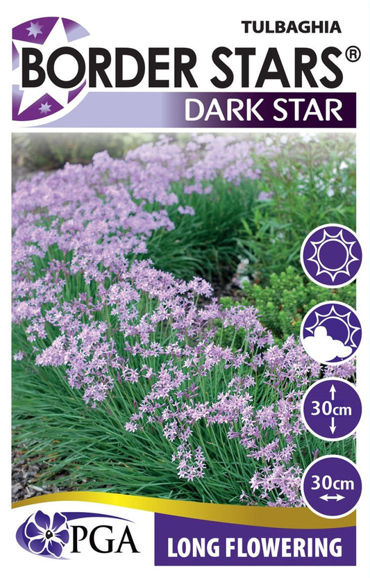 Tulbaghia ‘Dark Star’