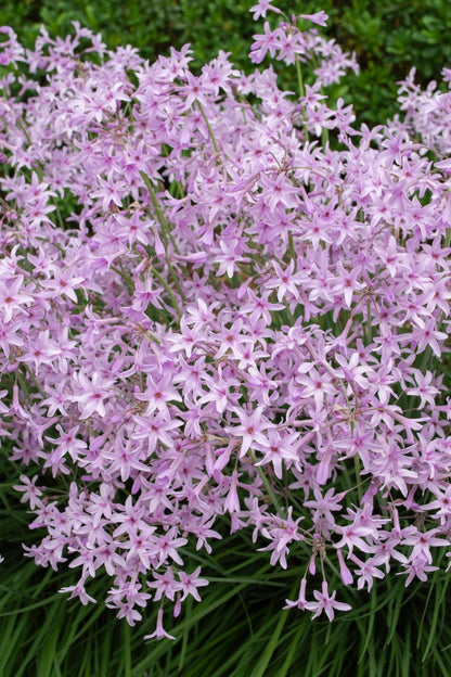 Tulbaghia ‘Dark Star’