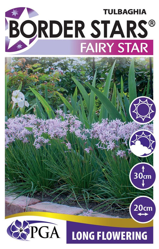 Tulbaghia 'Fairy Star'