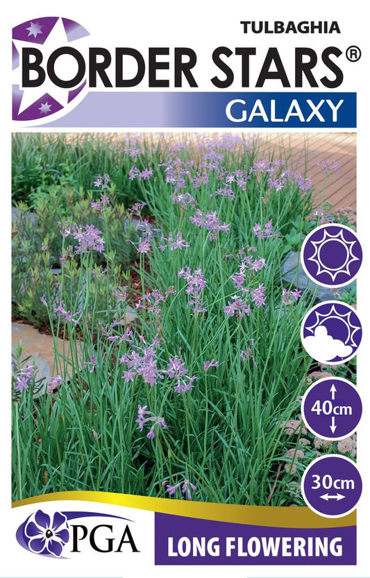 Tulbaghia ‘Galaxy’