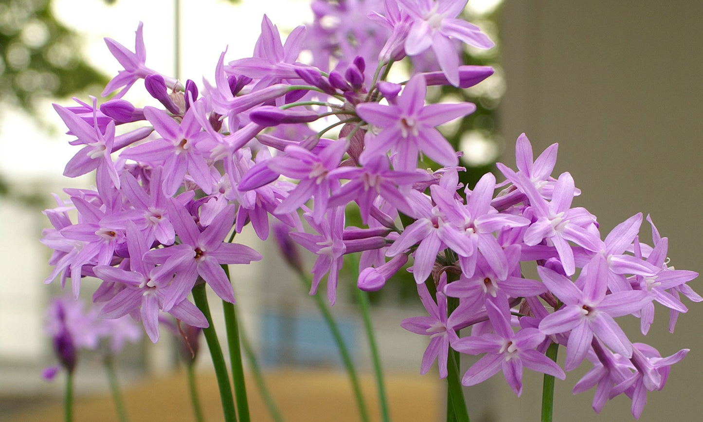 Tulbaghia ‘Galaxy’