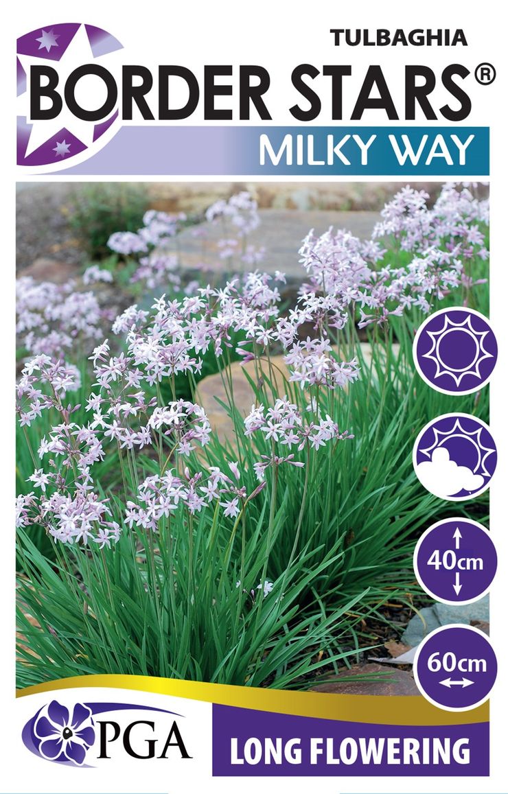 Tulbaghia ‘Milky Way’