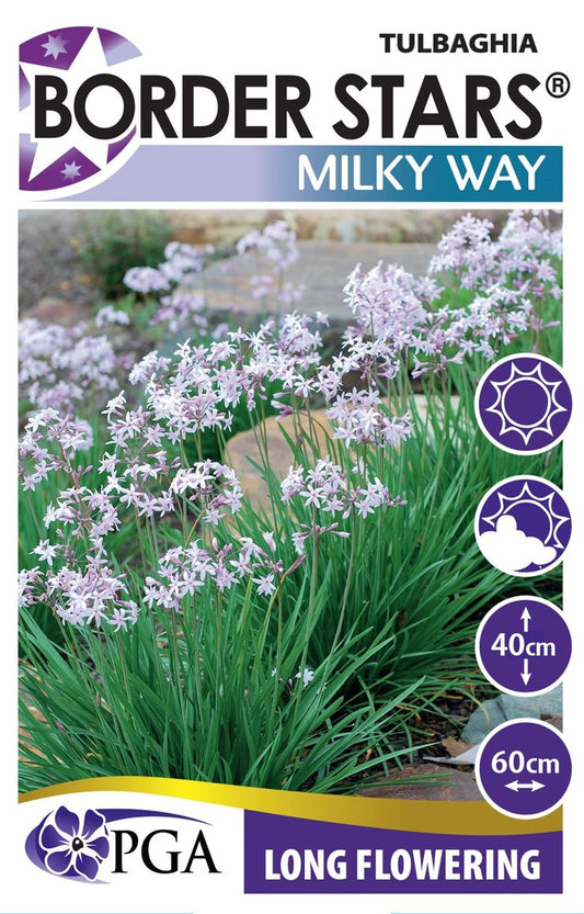 Tulbaghia ‘Milky Way’