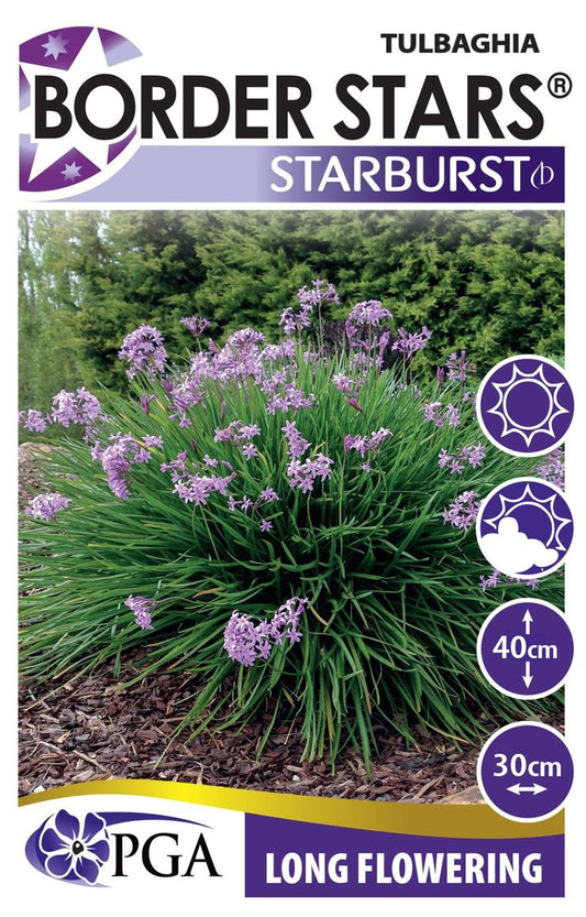 Tulbaghia ‘Starburst’