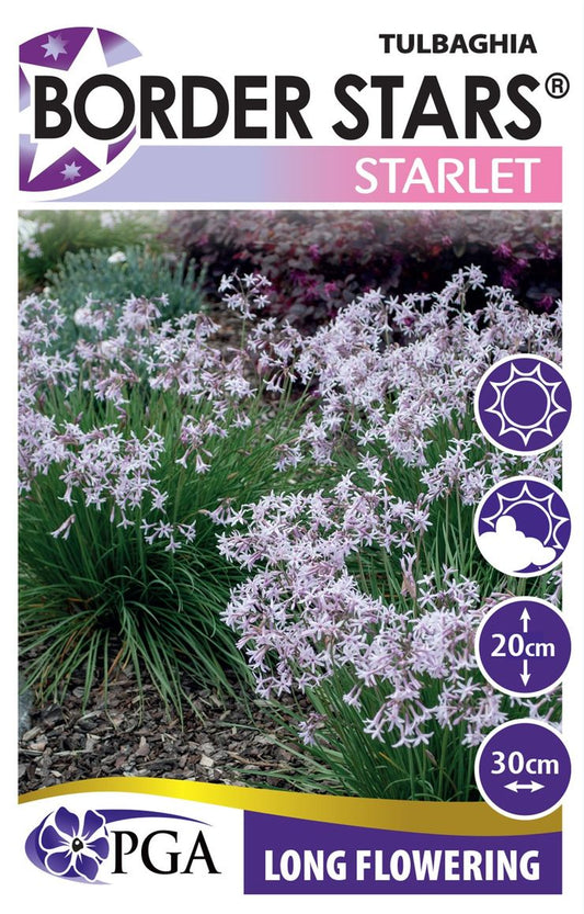 Tulbaghia ‘Starlet’