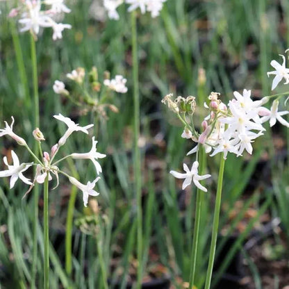 Tulbaghia simmleri Alba
