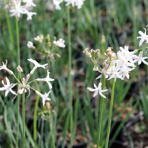 Tulbaghia simmleri Alba