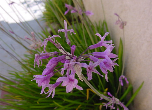 Tulbaghia violacea