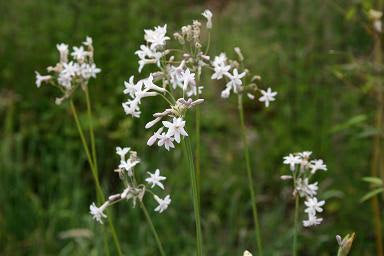 Tulbaghia violacea Alba
