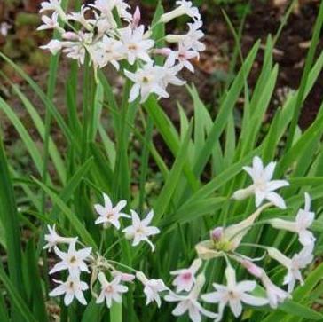 Tulbaghia violacea Alba