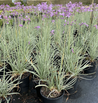 Tulbaghia violacea Variegata