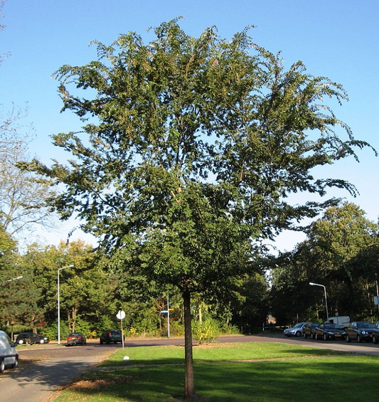 Ulmus parvifolia
