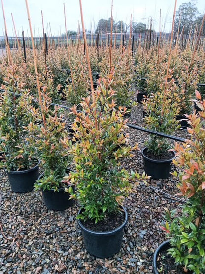 Syzygium australe 'Up and Away' pbr