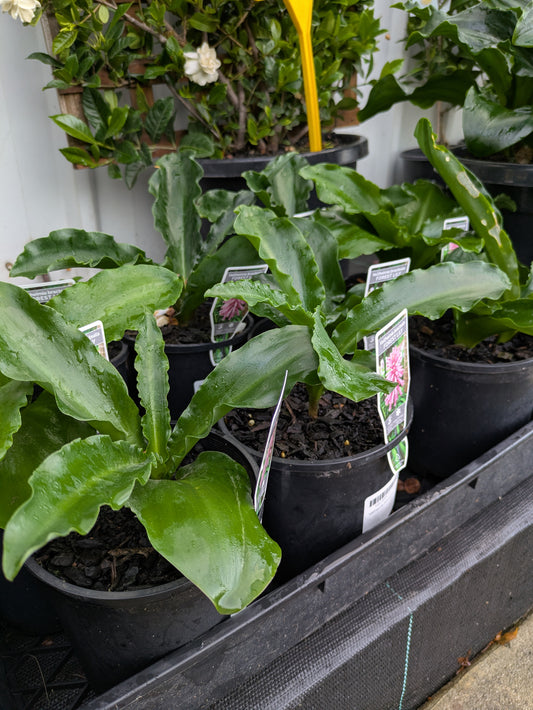 Veltheimia bracteata