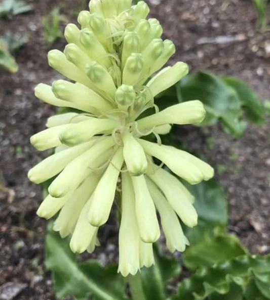 Veltheimia bracteata Yellow
