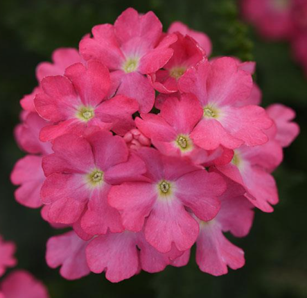 Verbena Cadet Upright™ Pink
