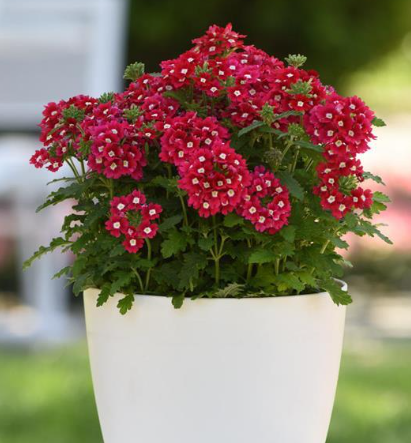 the plant broker