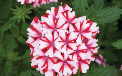 Verbena Top Candy Cane
