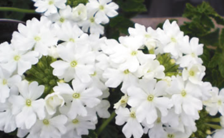 Verbena Top White