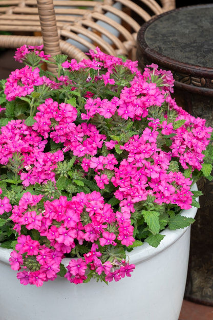 Verbena ‘Deep Pink FLOWERBURST®’