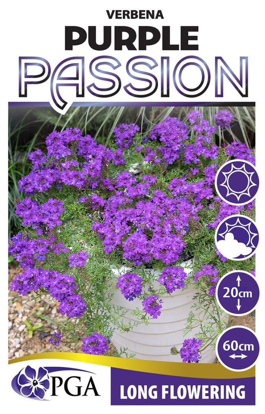 Verbena ‘Purple Passion’