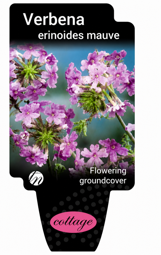 Verbena erinoides Mauve