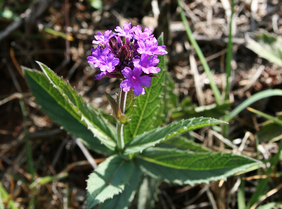 Verbena rigida