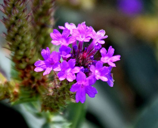 Verbena rigida Polaris