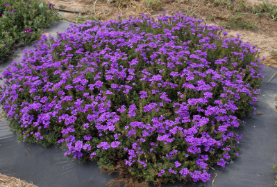 Verbena spp. Blue