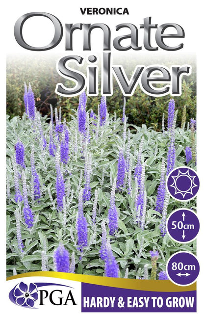 Veronica ‘Ornate Silver’
