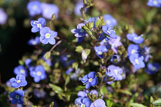 Veronica ‘Oxford Blue’