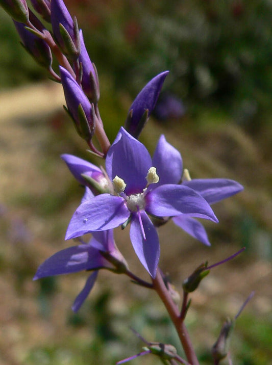 Veronica perfoliata