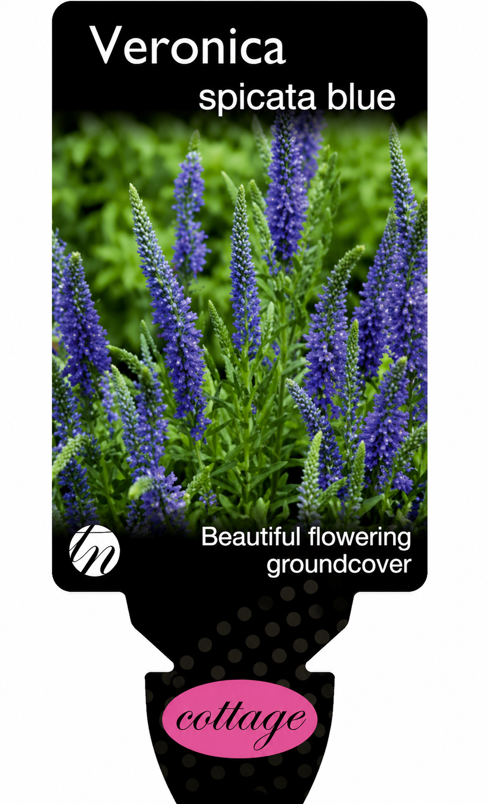 Veronica spicata Blue