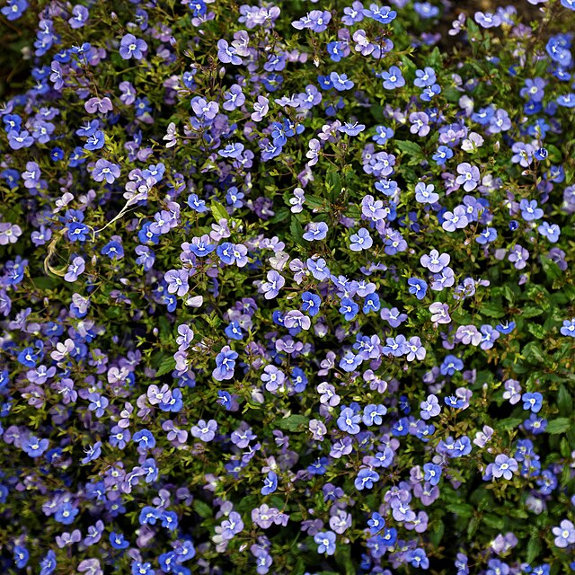 Veronica umbrosa Georgia Blue